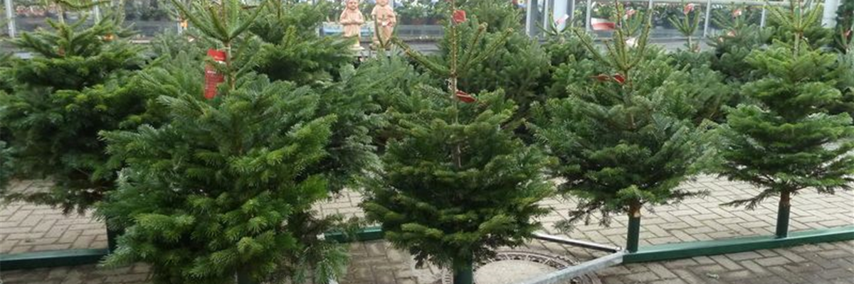 Weihnachtsbaum Dresden Gartenbau Rülcker