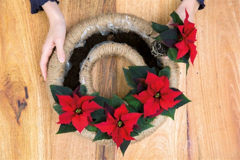 WEIHNACHTSSTERNE ÜBERALL! - Gartenbau Rülcker