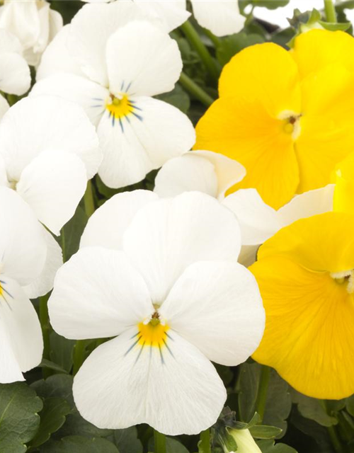 Hornveilchen, Viola cornuta Gartenbau Rülcker