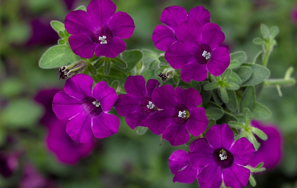 Pflanze des JAhres 2023 Syngenta_Itsy Purple Blüte(2).jpg