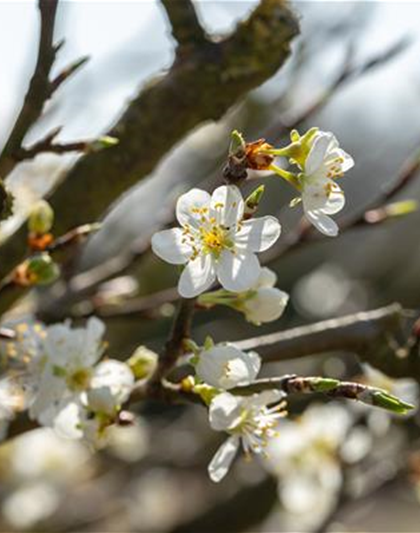 Prunus spinosa 