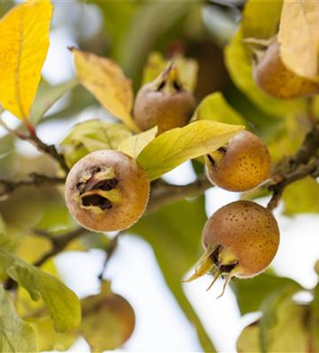 Mespilus germanica 