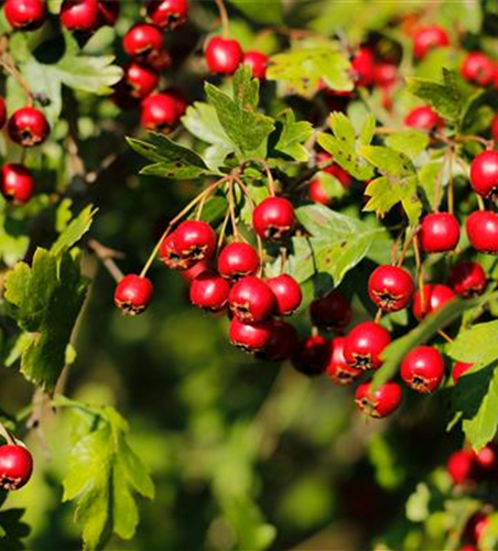 Crataegus monogyna 