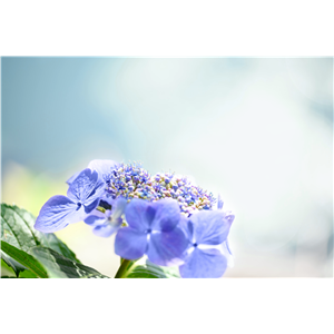 Hortensie