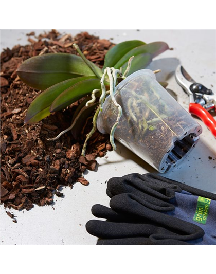 30./31.01. Orchideenumtopf-Tage