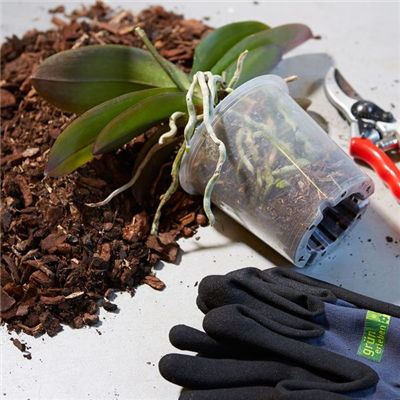 30./31.01. Orchideenumtopf-Tage