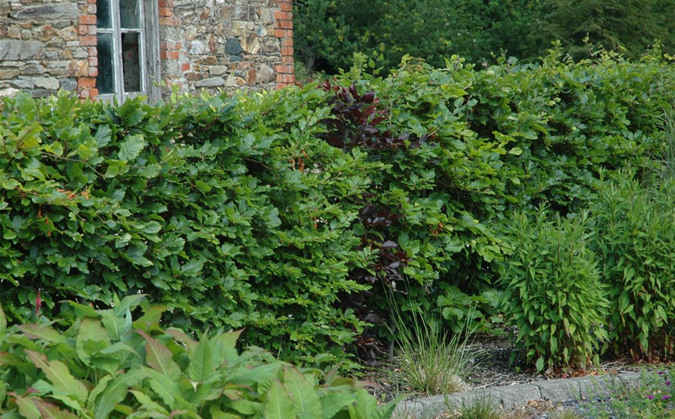 Heckenpflanzen - Für jeden Platz die richtige Hecke! Heckenpflanzen - Für jeden Platz die richtige Hecke!