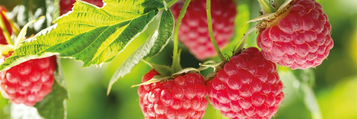 himbeeren ge