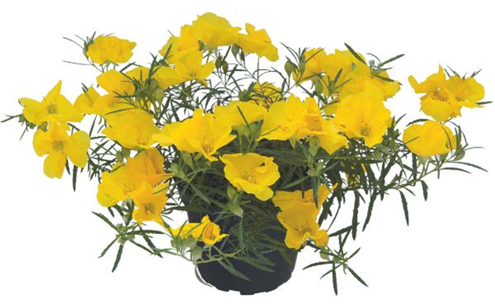 Calylophus 'Superlophus Yellow' - Sternenzauber