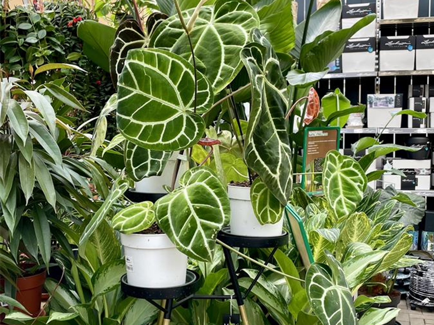 alocasia variegata kaufen Alocasia Black Velvet Variegata Pink main image 1