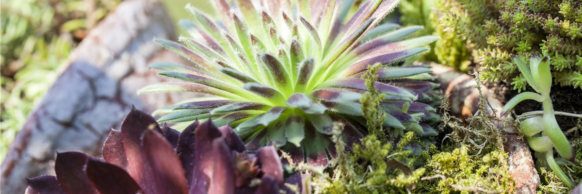 Sempervivum