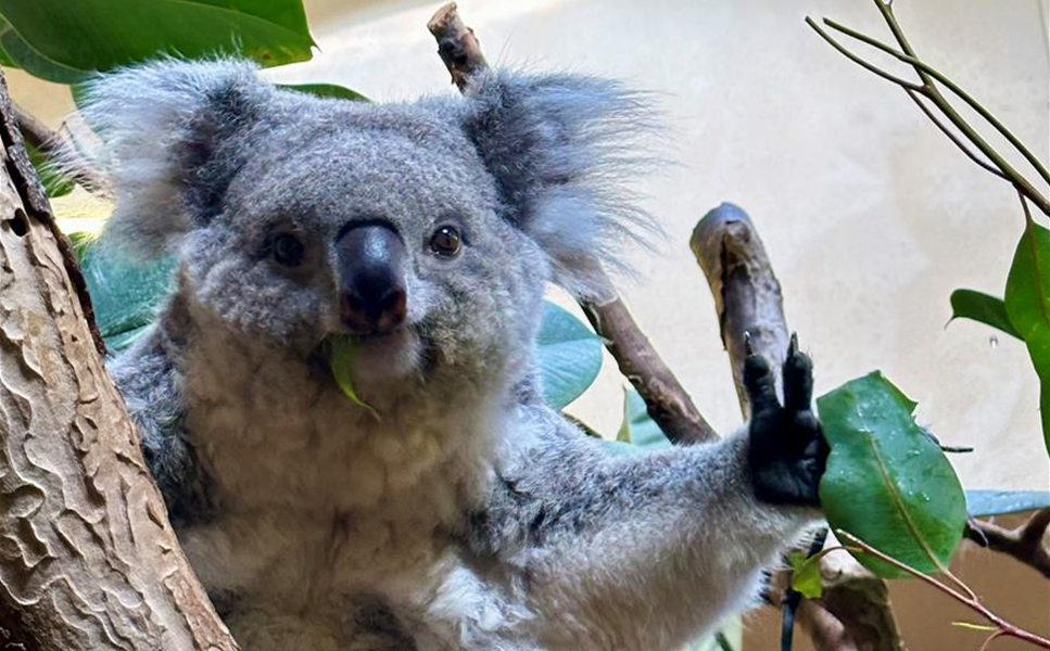 Unsere Eukalyptusfarm - Hoflieferant für den Zoo Dresden