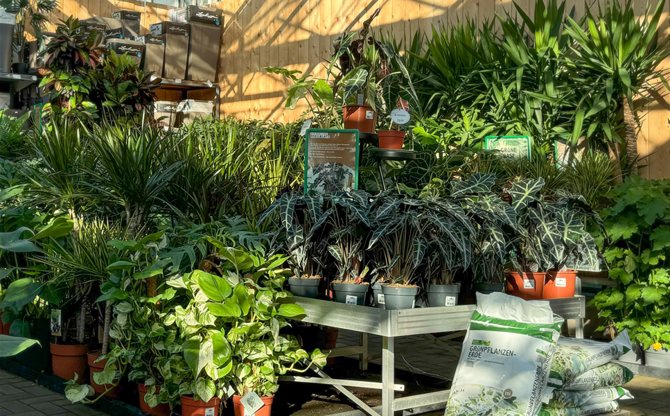 Die neue Zimmerpflanze in der Wohnung - Pflanzen kann man nie genug haben!