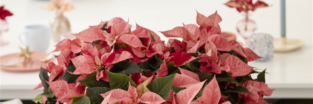 KLASSISCHE WEIHNACHTEN!