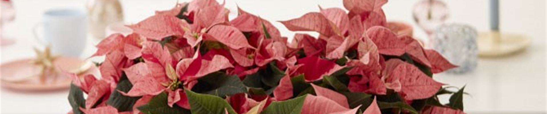 KLASSISCHE WEIHNACHTEN!