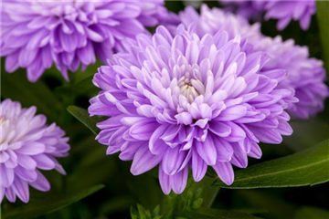 DIE STARS IM HERBST! DIE STARS IM HERBST!