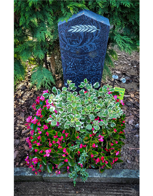 Besonderes Bepflanzungspaket Besonderes Bepflanzungspaket