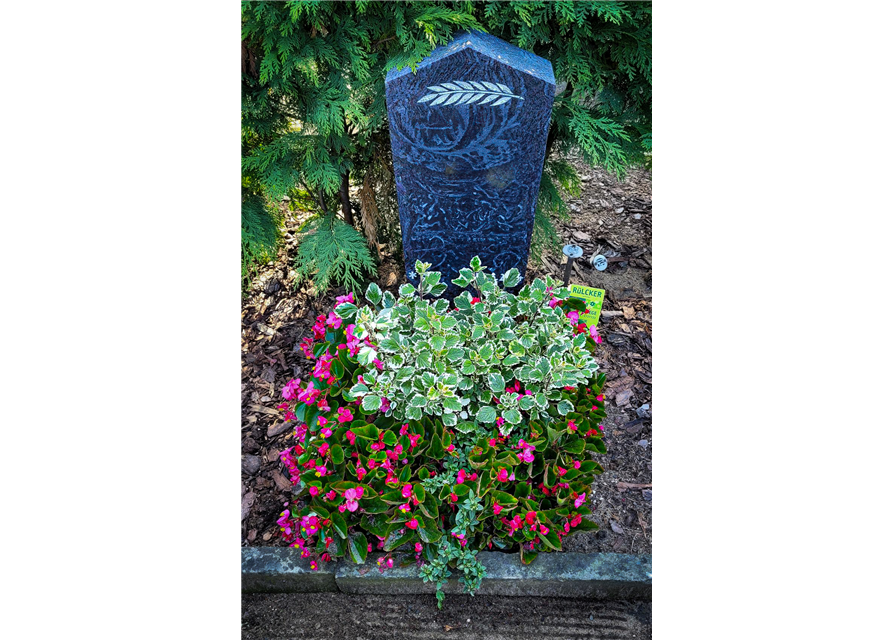 Besonderes Bepflanzungspaket Besonderes Bepflanzungspaket