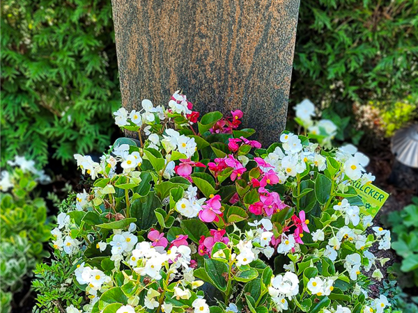 Besonderes Bepflanzungspaket