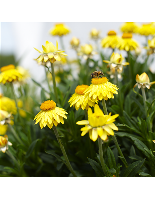 Strohblume