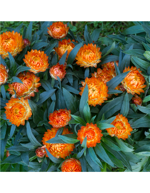 Strohblume