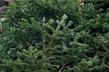 Weihnachtsbaumverleih