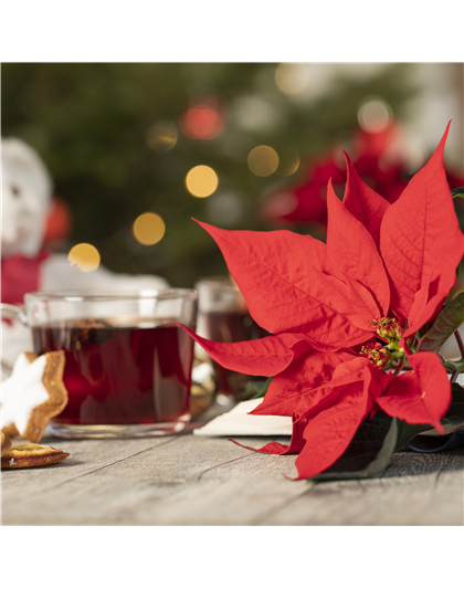 22.11. Sternenzauber - 1. Adventsschau 22.11. Sternenzauber - 1. Adventsschau