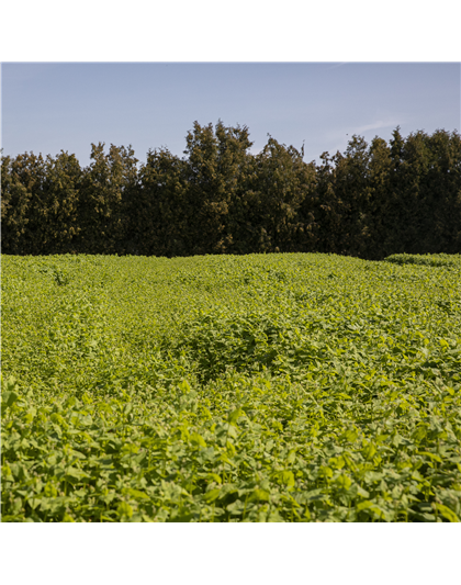 08.05 Kräuterwanderung im Heiligen Born 