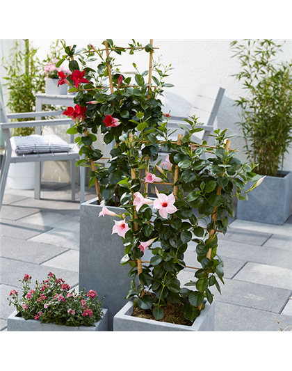 Dipladenia Spalier T 17