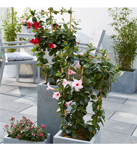 Dipladenia Spalier T 17