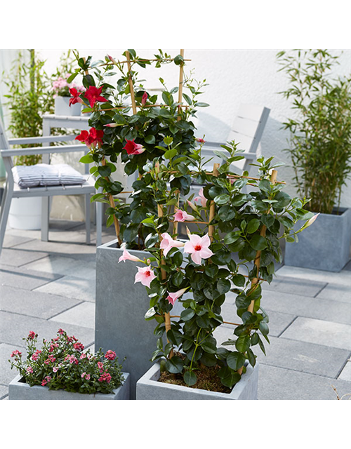 Dipladenia Spalier T 17