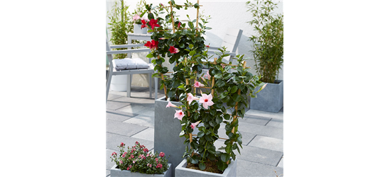 Dipladenia Spalier T 17