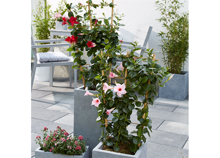 Dipladenia Spalier T 17