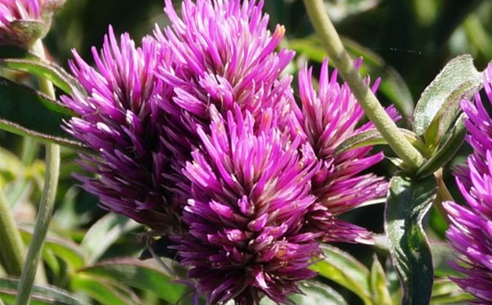 Gomphrena pulchella - 'Truffula Pink 2025'