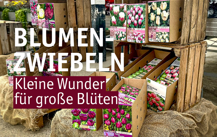 Aktuelles Website-2-Blumenzwiebeln.png