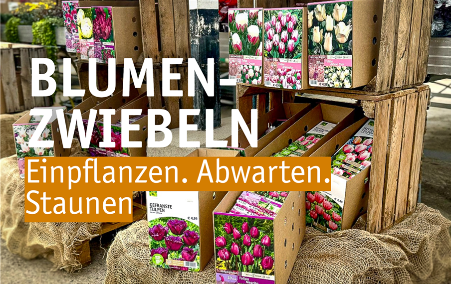 Aktuelles Website-2-Blumenzwiebeln(1).png