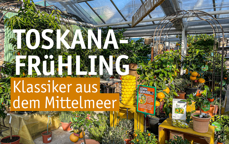 Aktuelles Website-1-Citrus 2025.png