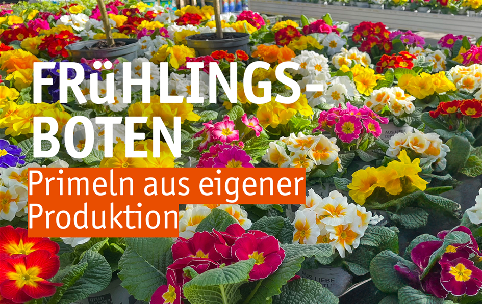 Aktuelles Website-3-Primeln(1).png