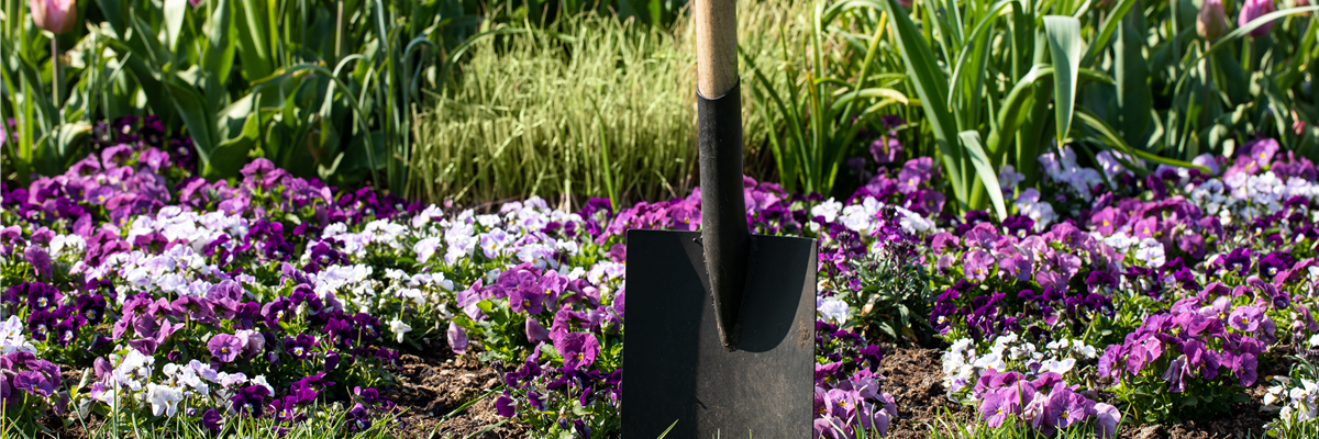 Spaten im Beet