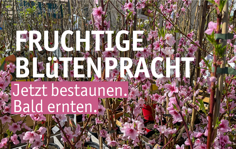 Aktuelles Website-7-Frühlingsgehölze.png