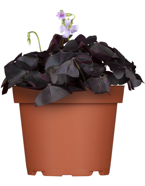 Oxalis