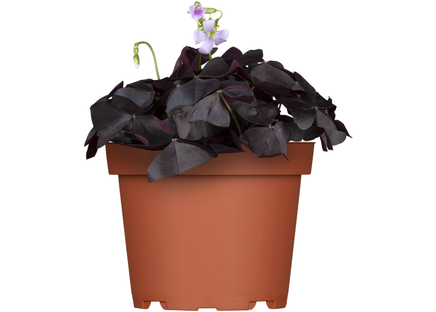 Oxalis