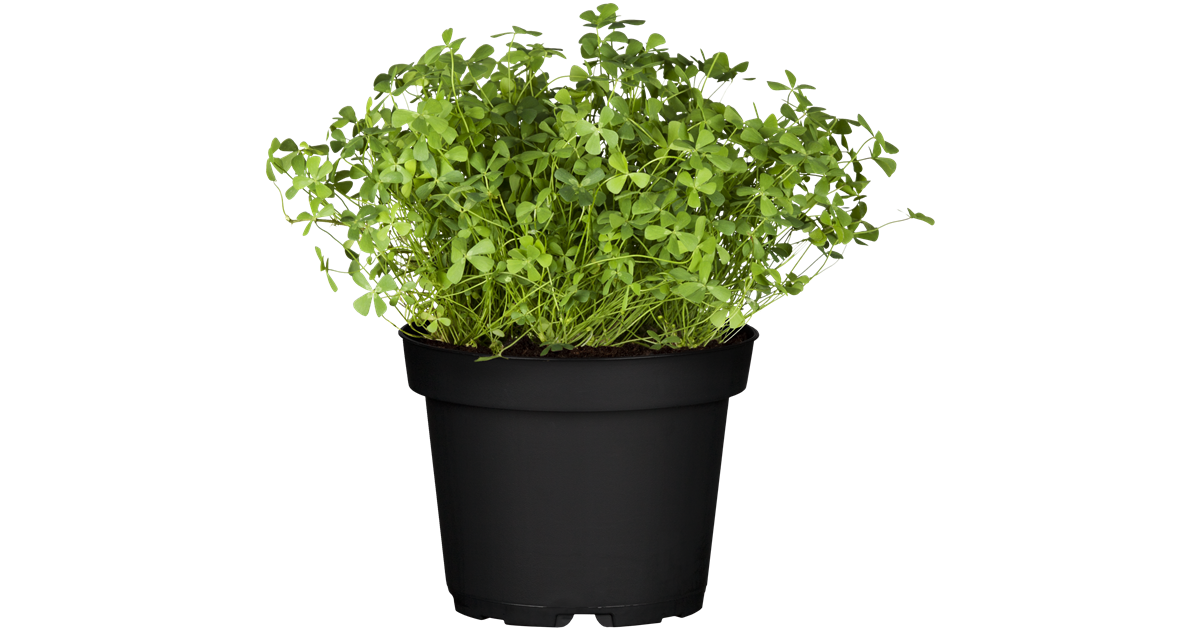 Oxalis