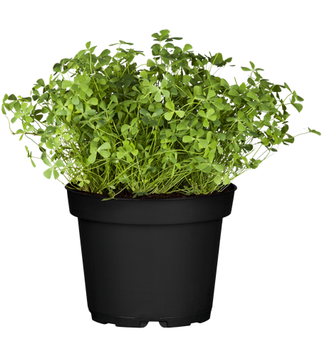Oxalis
