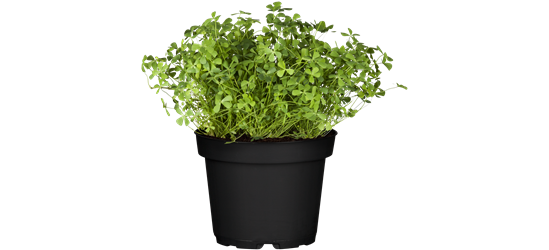 Oxalis