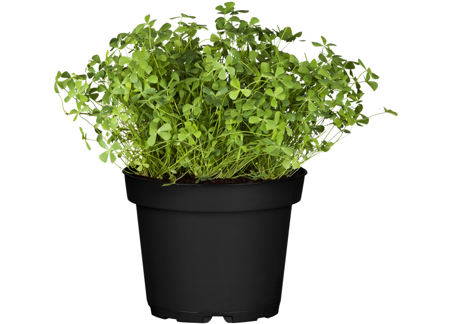Oxalis