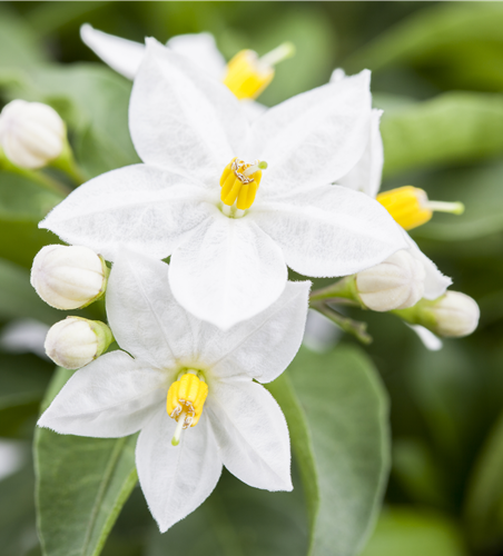 Solanum jasminoides 