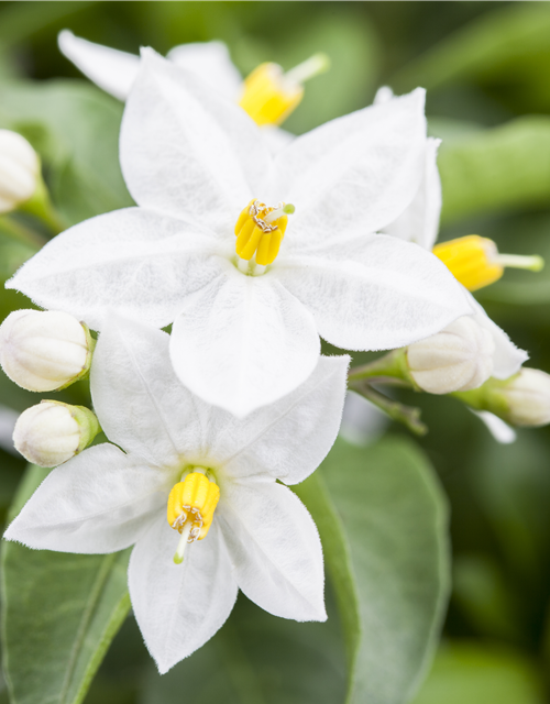Solanum jasminoides 
