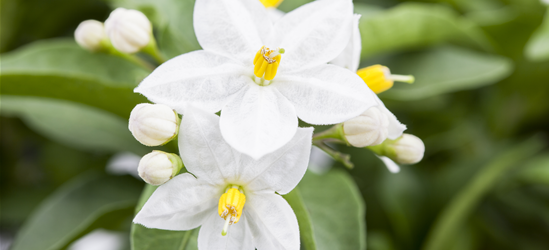 Solanum jasminoides 