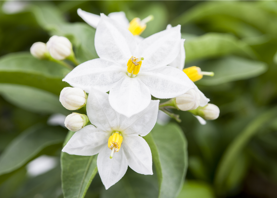 Solanum jasminoides 